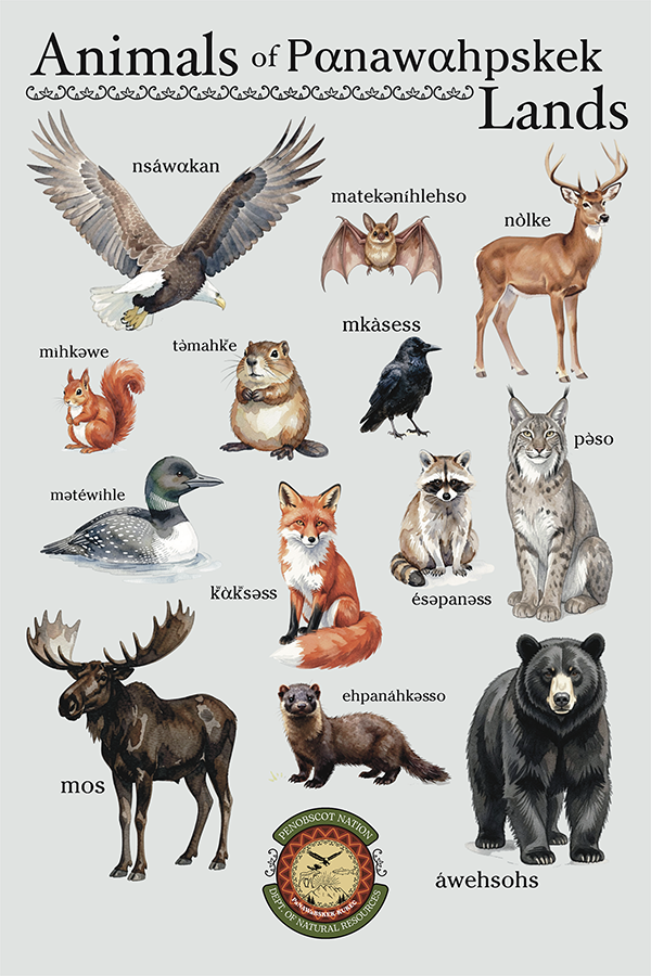 Animals of Pαnawαhpskek Lands