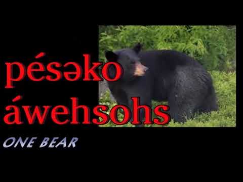 awaassak
