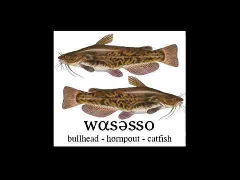 Fish 1