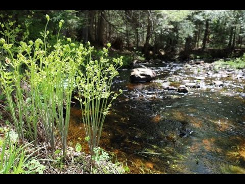 Penobscot River Rebound - World Fish Migration Day