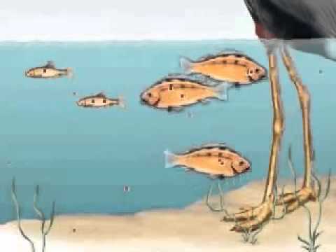 Bioaccumulation and Biomagnification Animation 2