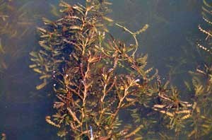 Curly-leaf pondweed