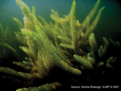 Variable water-milfoil 