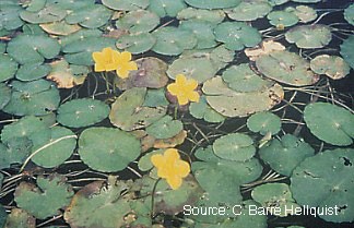 Yellow Floating Heart